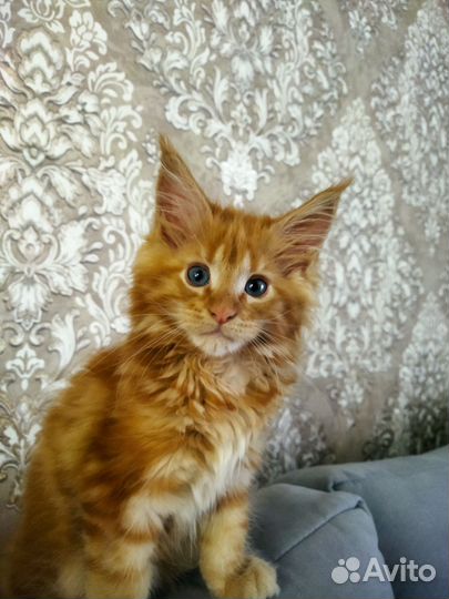 Кошечка 3 мес. мейн-кун