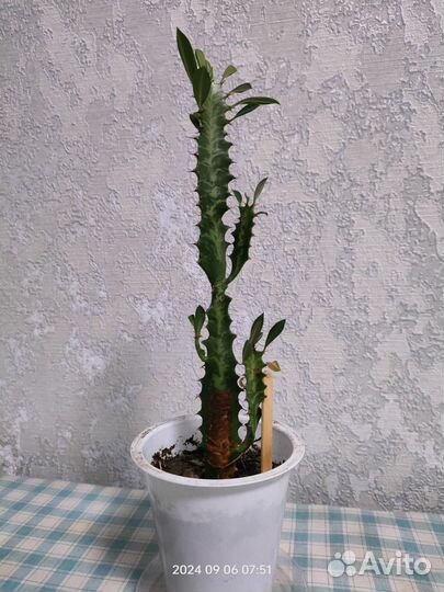 Молочай трехгранный