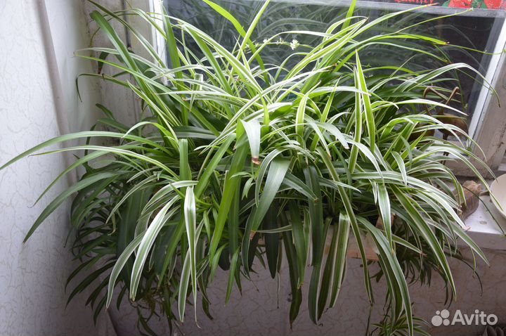 Хлорофитум