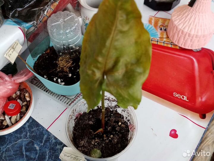 Алоказии.,сингониум Пинк,пеларгонии,бегонии