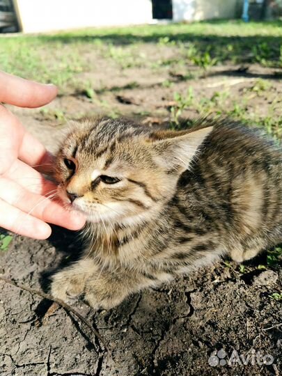 Котята