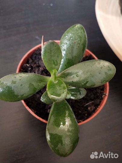 Толстянка, Денежное дерево, Крассула