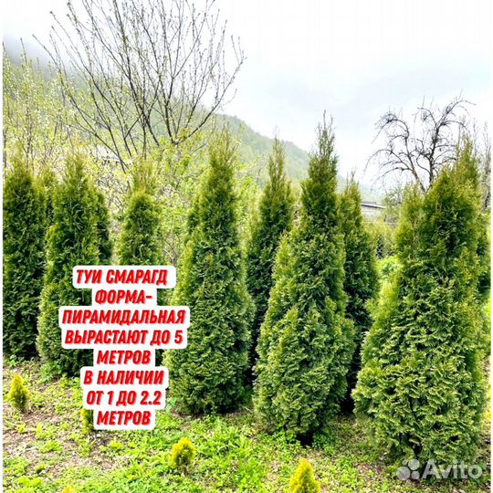Туи шикарнейшие Колумна Смарагд Ауреа шаровидные