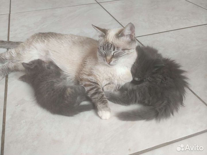 Кошка в дар бесплатно
