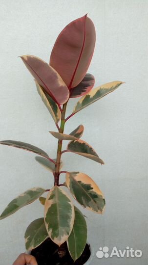 Продам комнатные растения