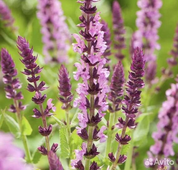 Обменяюсь на другой цвет