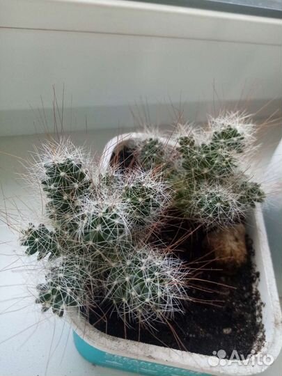 Кактусы разные