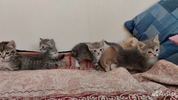 Котята Балинезийские