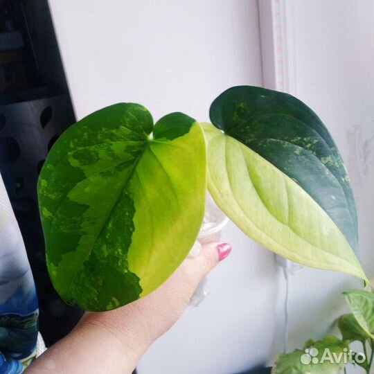 Сингониум Чиапенсе вар