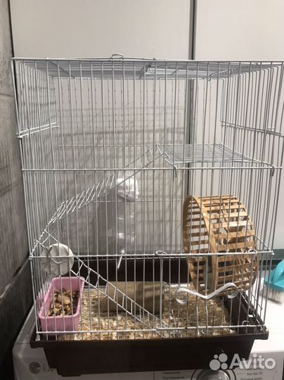 Клетка для хомяка, с хомяком, и всем что на фото