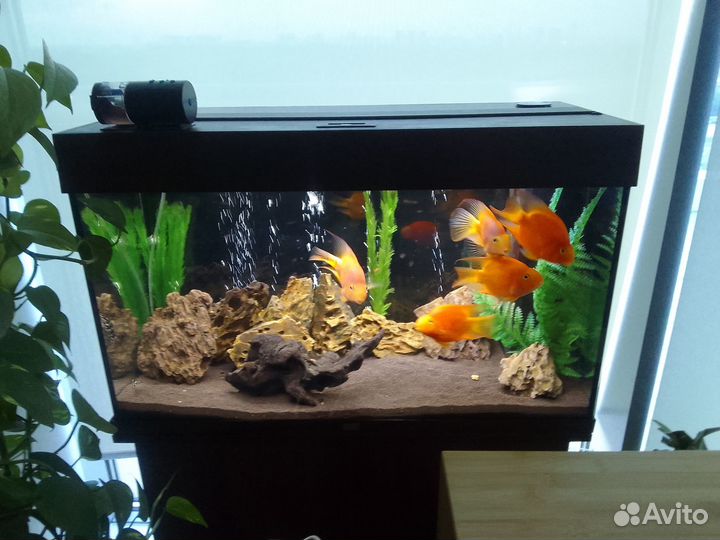 Чистка и обслуживание аквариума