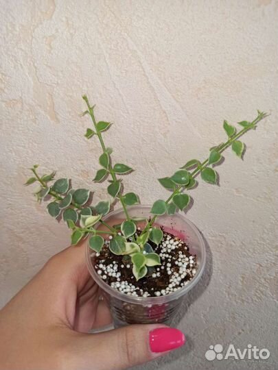 Хойи и дисхидии 1 часть