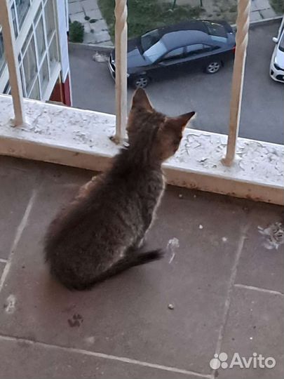 Кошка в дар бесплатно
