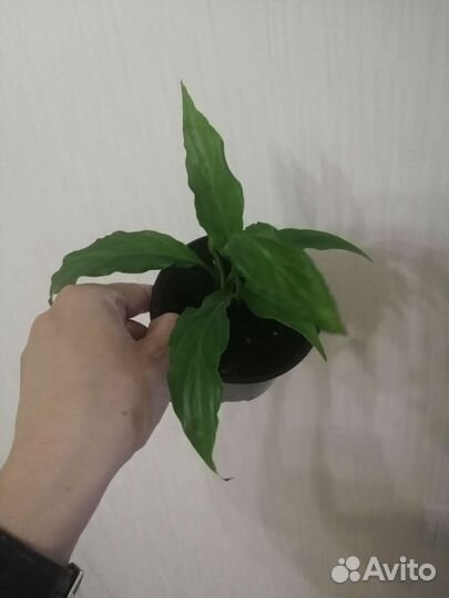 Спатифиллум