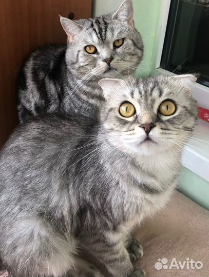 Шотландские котята