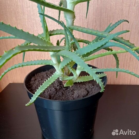 Алоэ, столетник