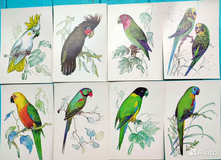 Иллюстрации попугаи, открытки птицы