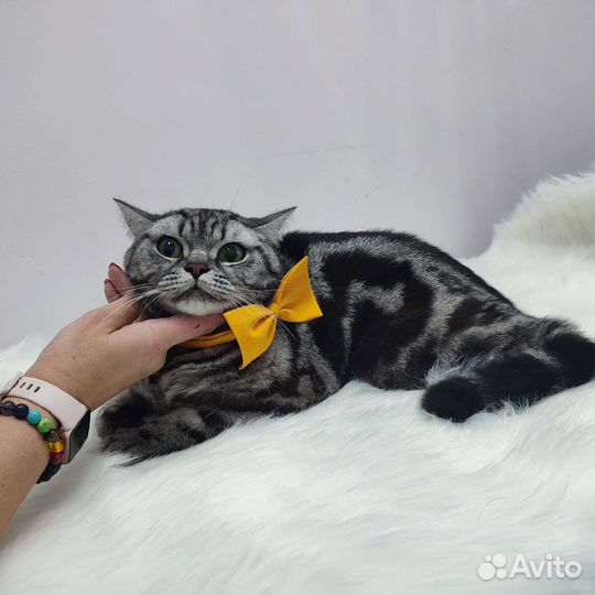 Груминг для кошек