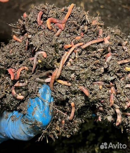 Калифорнийские дождевые черви