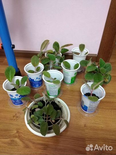 Глоксиния фиолетовая