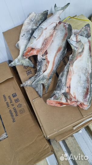 9 Рыба и Морепродукты. Доставка, Розница