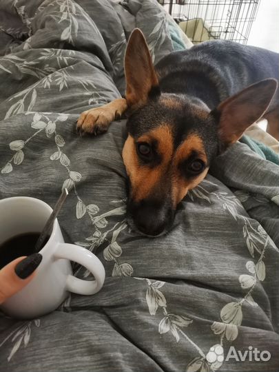 Отдам собаку В добрые руки