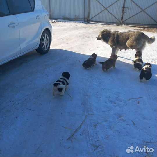 Отдают щенков, в хорошие руки