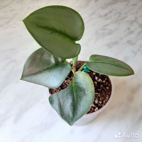 Сциндапсус Мунлайт