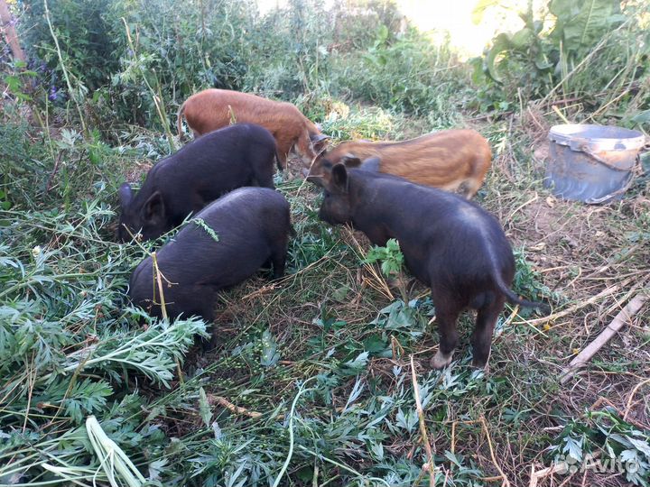 Поросята
