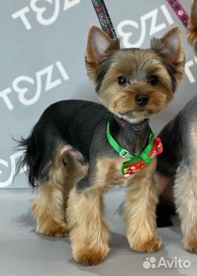 Йоркширский терьер мальчик