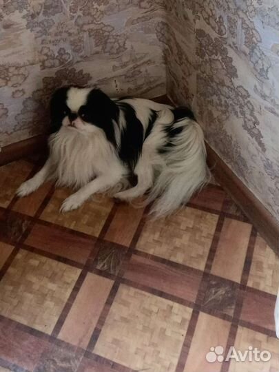 Щенки японского хина