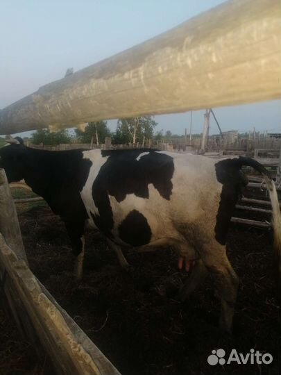 Корова дойная