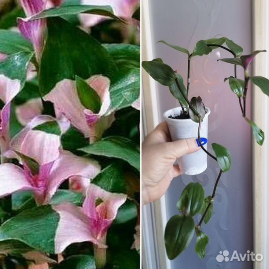 Разные цветы для дома