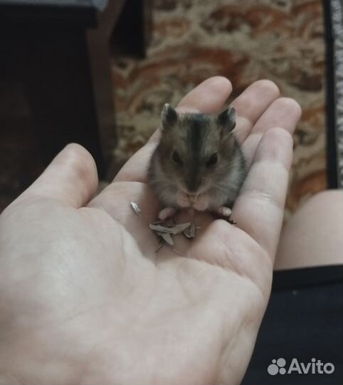 Джунгарский хомяк