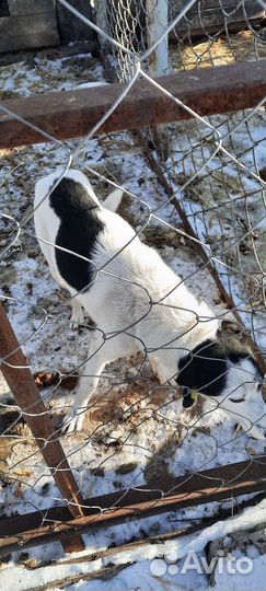 Собачка в добрые руки