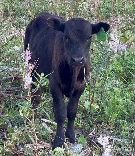 Сельхоз животные, телята