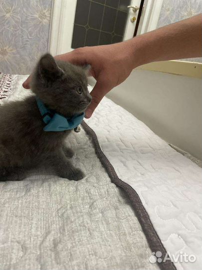 Ласковый котенок