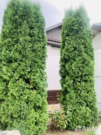Продаются туи