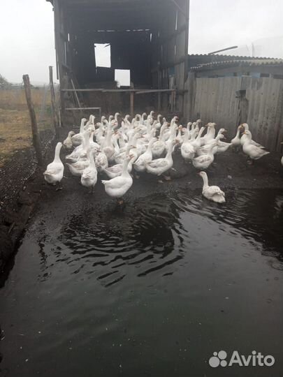 Гуси, куры