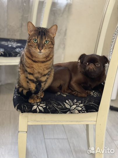 Бенгальский кот в добрые руки