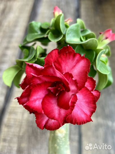 Махровый мини адениум цветущий