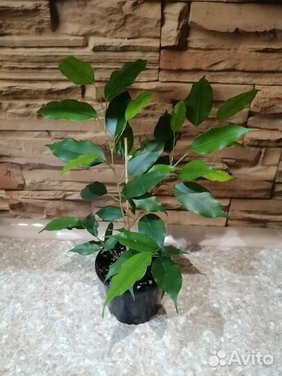 Фикус бенджамина