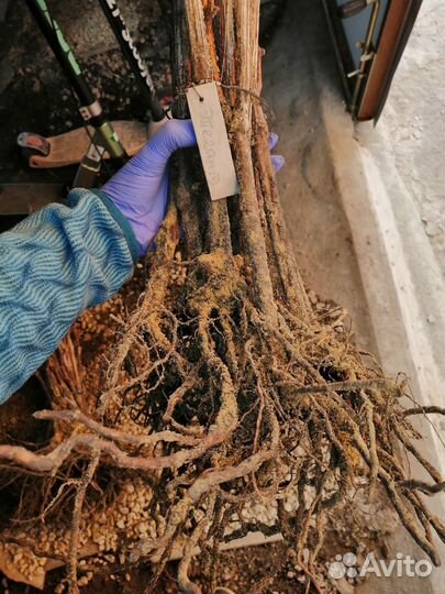 Саженцы винограда