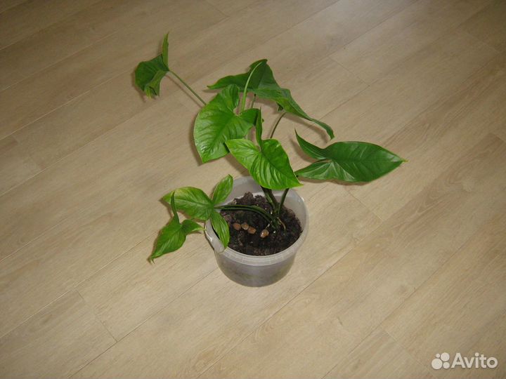 Комнатное растение Сингониум