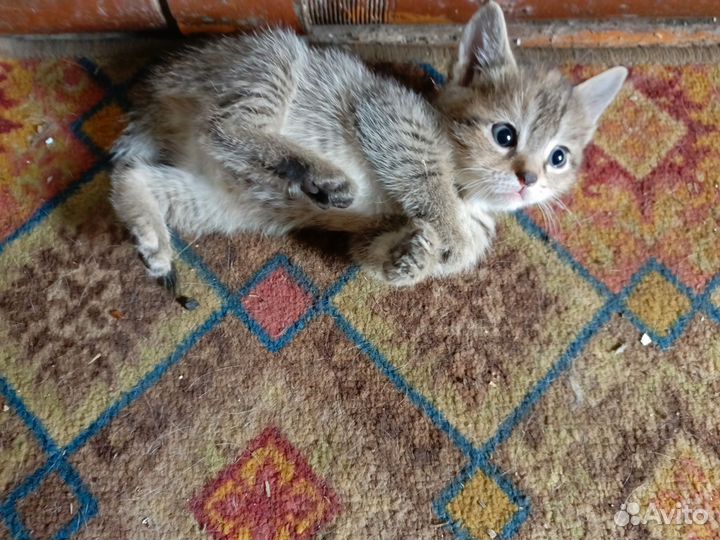 Котята отдам в добрые руки бесплатно