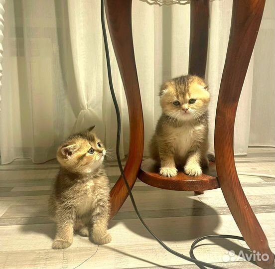 Шотландская вислоухая