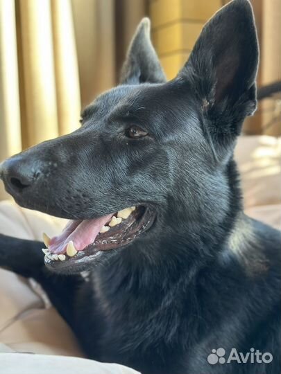 Немецкая овчарка вязка