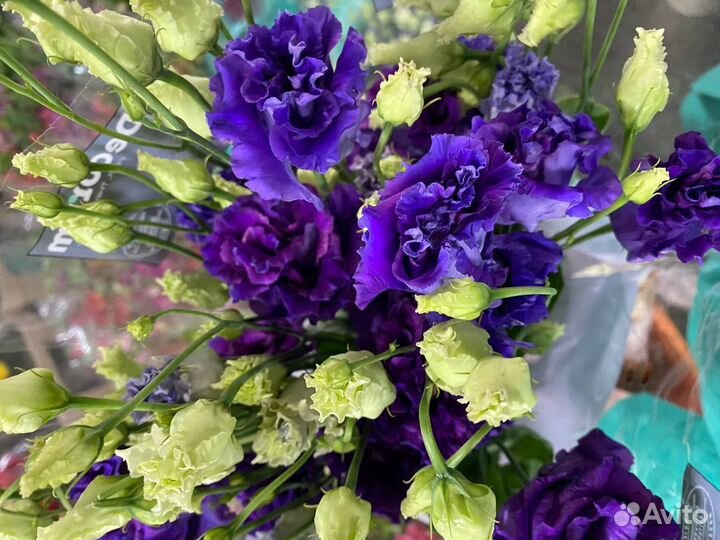 Гипсофила, зелень, розы цветы оптом