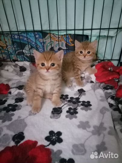 Шотландские