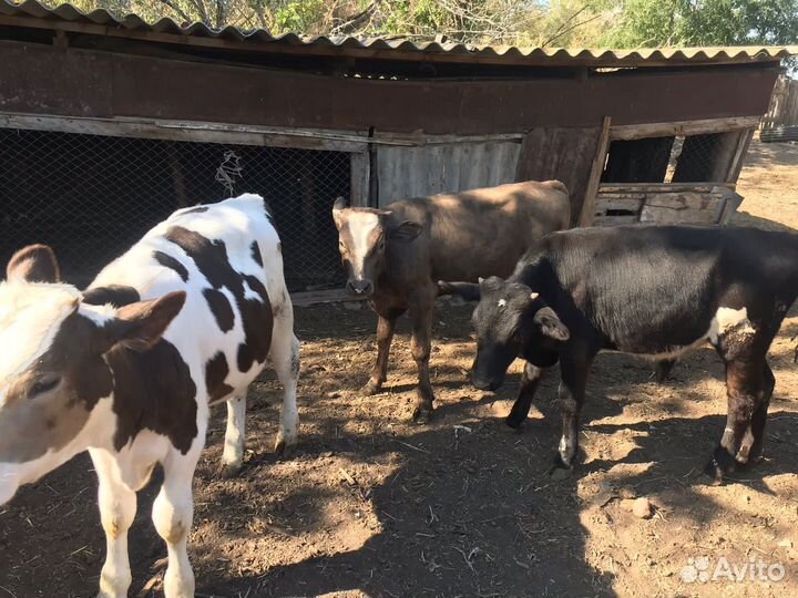 Телята бычки